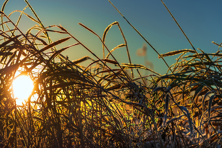 Meadow grass in frost in the rays of the rising sun. Western Siberia, Novosibirsk region, Kolyvan district, Russiaの写真素材