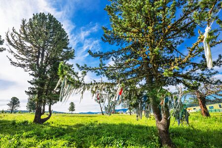 Chui tract, Seminsky pass, Altai Republic, Russia - July 15, 2019: fabric ribbons tied on the branches of Siberian pineのeditorial素材