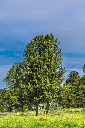 Chui tract, Seminsky pass, Altai Republic, Russia - July 15, 2019: grove of Siberian pine, the place where the ritual tie sacred ribbons - kyiraのeditorial素材