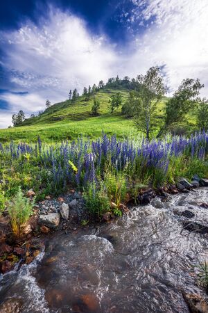 Mountain stream flowing into the river Sema. Altai Republic, South Siberia, Russiaの写真素材