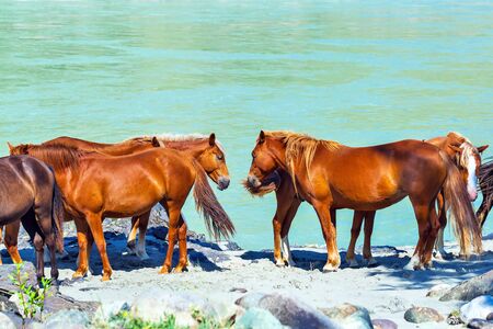 Altai horse on the Bank of the Katun river in the area Elandinskaya rapids. Chemalsky district, Altai Republic, southern Siberia, Russiaの写真素材