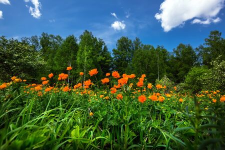 Siberian nature, spring landscape with a blossoming Asian Globe flower (Trollius asiaticus L). Western Siberia, Novosibirsk region, mayの写真素材