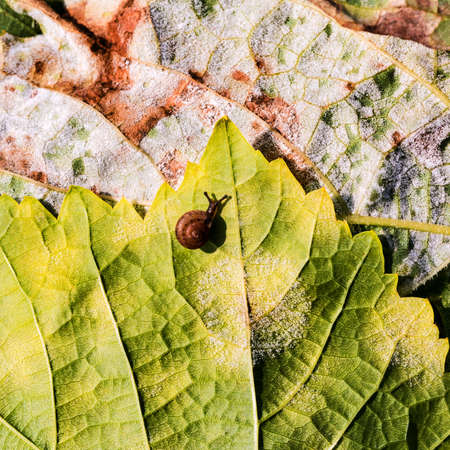 A dangerous disease of grape Mildew - downy mildew (lat. Of plasmopara viticola). Grape leaves, due to the active reproduction of the fungus, covered with moldy plaqueの写真素材