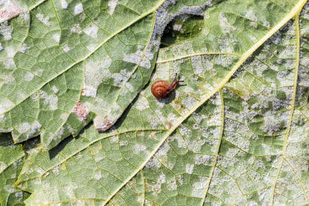 A dangerous disease of grape Mildew - downy mildew (lat. Of plasmopara viticola). Grape leaves, due to the active reproduction of the fungus, covered with moldy plaqueの写真素材