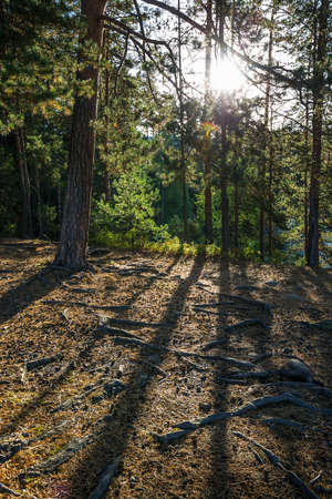 Pine forest on a stone ledge near the river. Turochaksky district, Altai Republic, South of Western...