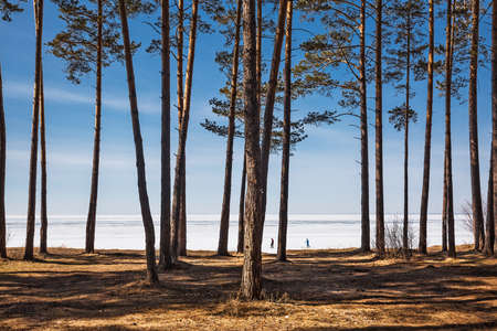 The coast of the Ob Sea in the spring. Berdsk, Novosibirsk region, Western Siberia - April 11, 2021の写真素材