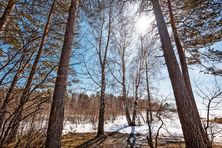The coast of the Ob Sea in the spring. Berdsk, Novosibirsk region, Western Siberia - April 11, 2021の写真素材