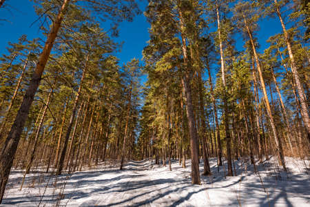 Pine forest in the spring. Berdsk, Novosibirsk region, Western Siberia - April 11, 2021の写真素材