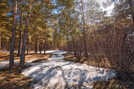 Pine forest in the spring. Berdsk, Novosibirsk region, Western Siberia - April 11, 2021の写真素材