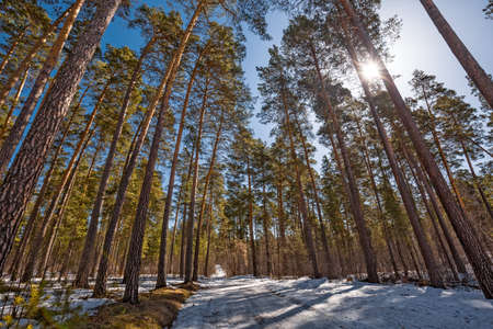 Pine forest in the spring. Berdsk, Novosibirsk region, Western Siberia - April 11, 2021の写真素材