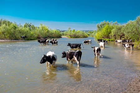 A herd of cows at a watering hole in the river. Berd River, Suenga village, Novosibirsk Region,...