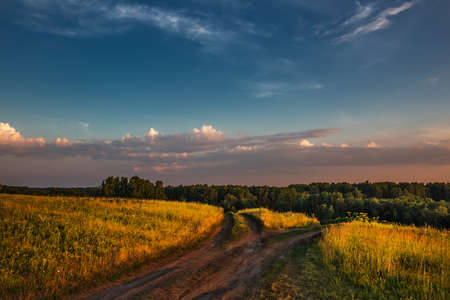 Evening landscape with a meadow and a birch grove. Western Siberia