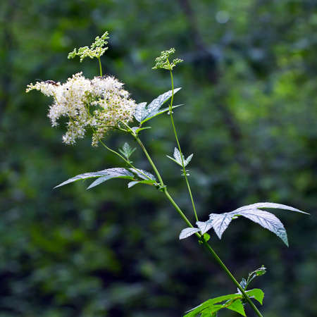 Labaznik vyazolistny (Lat. Filipendula ulmaria L. Maxim.) Is a medicinal perennial herbaceous plant of the Pink family (Rosaceae). A plant in a natural growing environment. Western Siberia, Russiaの写真素材