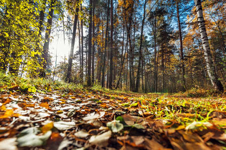 Autumn landscape. Novosibirsk region, Western Siberia