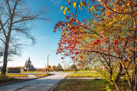 Mountain ash in autumn on city streets. Berdsk, Novosibirsk region, Western Siberia of Russiaの写真素材