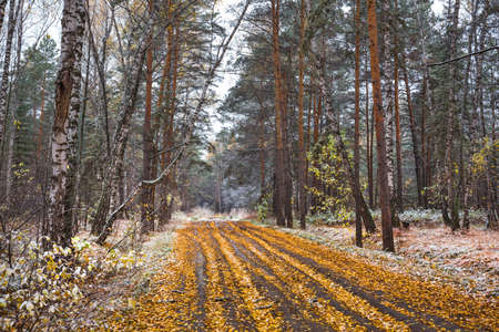 A forest road with fallen yellow leaves and the first snow. Autumn in Siberiaの写真素材