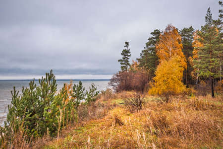 The coast of the Novosibirsk Ob reservoir in autumn. Berdsk, Novosibirsk region, Western Siberia of Russiaの写真素材