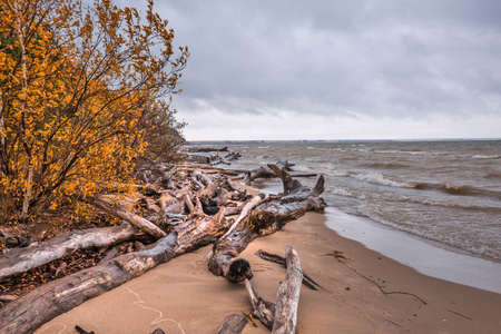 The coast of the Novosibirsk Ob reservoir in autumn. Berdsk, Novosibirsk region, Western Siberia of Russiaの写真素材