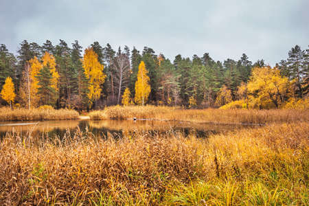 The coast of the Novosibirsk Ob reservoir in autumn. Berdsk, Novosibirsk region, Western Siberia of Russiaの写真素材