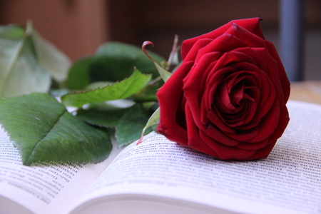 beautiful red rose on books.の写真素材