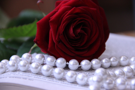 beautiful red rose on books.の写真素材