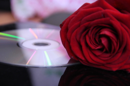 red rose with compact disc on laptop.の写真素材