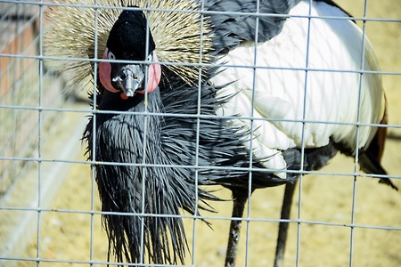 pictured in the photo portrait of Crowned Craneの写真素材