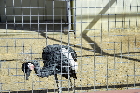 pictured in the photo portrait of Crowned Craneの写真素材