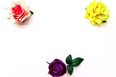 Yellow in purple roses on white backgroundの写真素材
