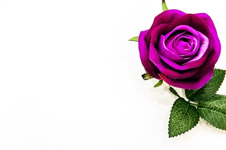 purple rose in a white background beautifulの写真素材