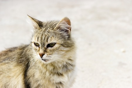 pictured in the photo Nervous adult tabbi cat isolated on whiteの写真素材