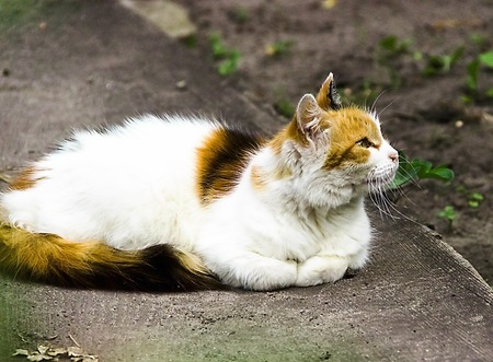 pictured in the photo Fluffy multicolored cat sitting on road. Cat has interesting original fur color.の写真素材