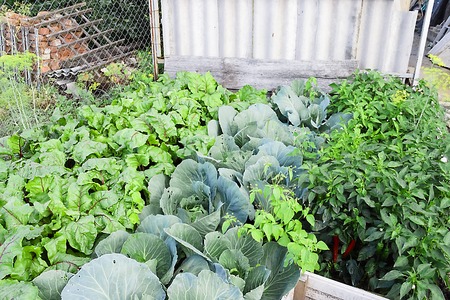 pictured in the photo fresh kitchen garden cabbageの写真素材
