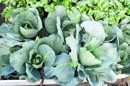 pictured in the photo fresh kitchen garden cabbageの写真素材