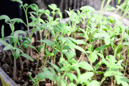 pictured in the photo small green sprouts of tomato seedlings,the image does not focus and blurred