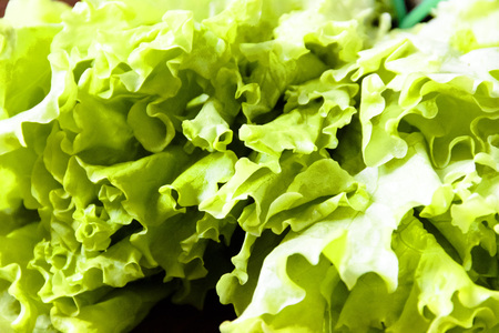 pictured in the photo Fresh green lettuce salad - healthy foodの写真素材