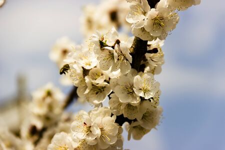 pictured in the photo White flowers and buds of an apricot tree in spring blossom, selective focusの写真素材