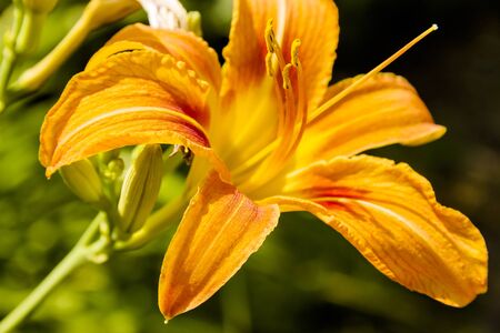 pictured in the photo Bud of flowering orange lilyの写真素材