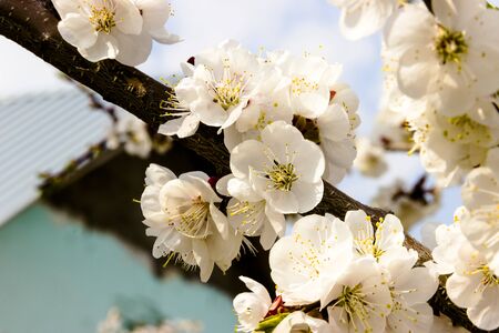 pictured in the photo White flowers and buds of an apricot tree in spring blossom, selective focusの写真素材