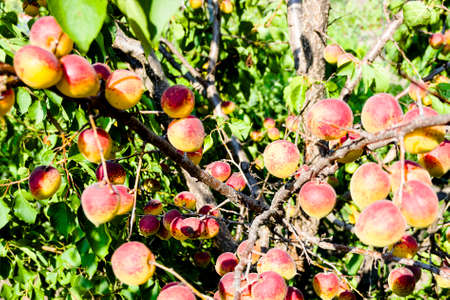 apricots on a branchの写真素材