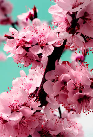pictured in the photo White flowers and buds of an apricot tree in spring blossom, selective focus