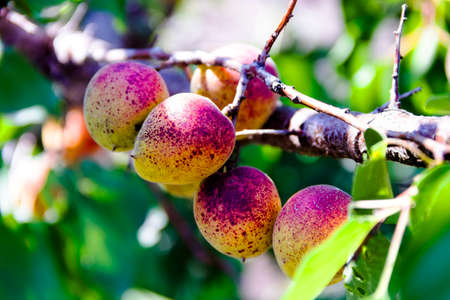 apricots on a branchの写真素材