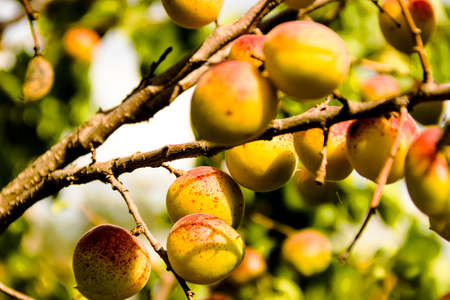 apricots on a branchの写真素材