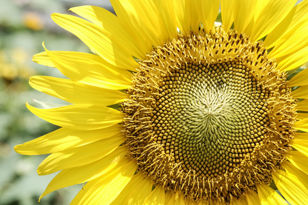 Closeup of sunflowerの写真素材