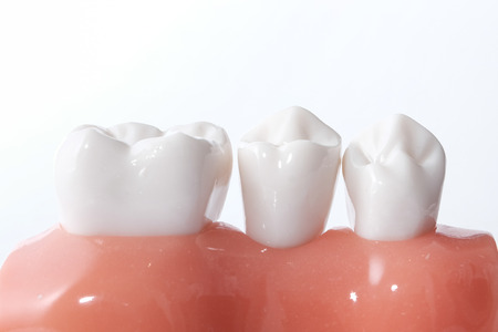 Generic dental teeth model on white backgroundの写真素材