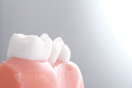 Generic dental teeth model on gray backgroundの写真素材