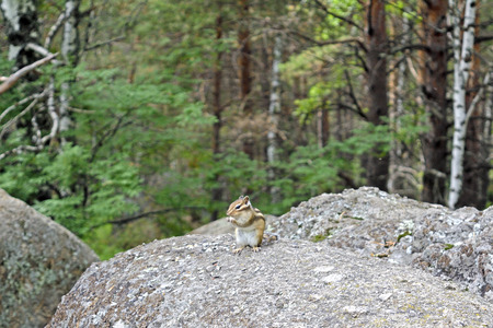The chipmunk sits on a rock in the forest. Present, not staged photo.の写真素材