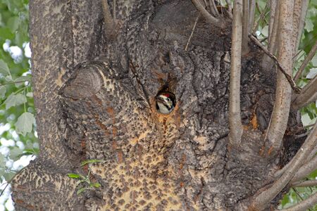 Woodpecker chick peeking out of a hollowの写真素材