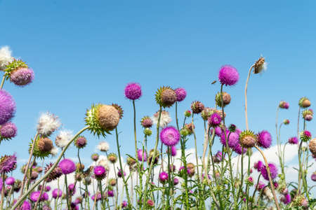 Meadow with flowering milk thistle