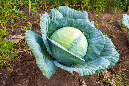 A beautiful, juicy, even cabbage cabbage growing on the ground. Farm plot. Russia. Siberiaの写真素材